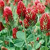 Crimson Clover